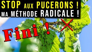 Éliminer les PUCERONS : Méthode Naturelle et RADICALE !