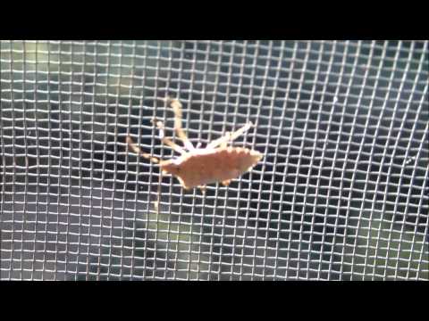 How To Kill Stinkbugs. | Aquachigger