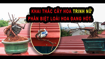 Vì sao lại hót cây Hoa Trinh nữ.Khai thác tạo dáng cây bonsai ko mất phí