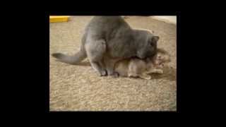 Cat Orgasm Funny crazy - кошачий оргазм Cat Orgasm Funny crazy - кошачий оргазм