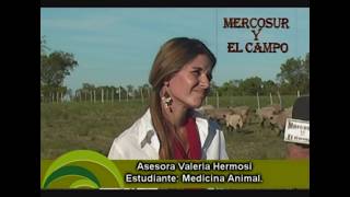 Ovejas Fachinal Misiones