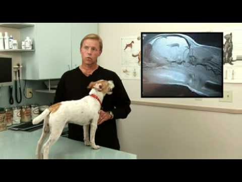 Diagnosis and Treatment for Syringomyelia in Dogs