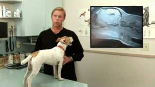 Diagnosis and Treatment for Syringomyelia in Dogs