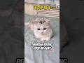 Benarkah mitos kucing putih itu OON? 🤔😭  #kucinglucu #cute #cat
