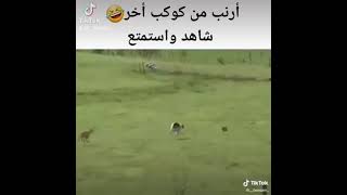 هذه أرنب من كوكب آخر الرنب حالف ما يموت وال الكلاب حالفين ياكلونه 