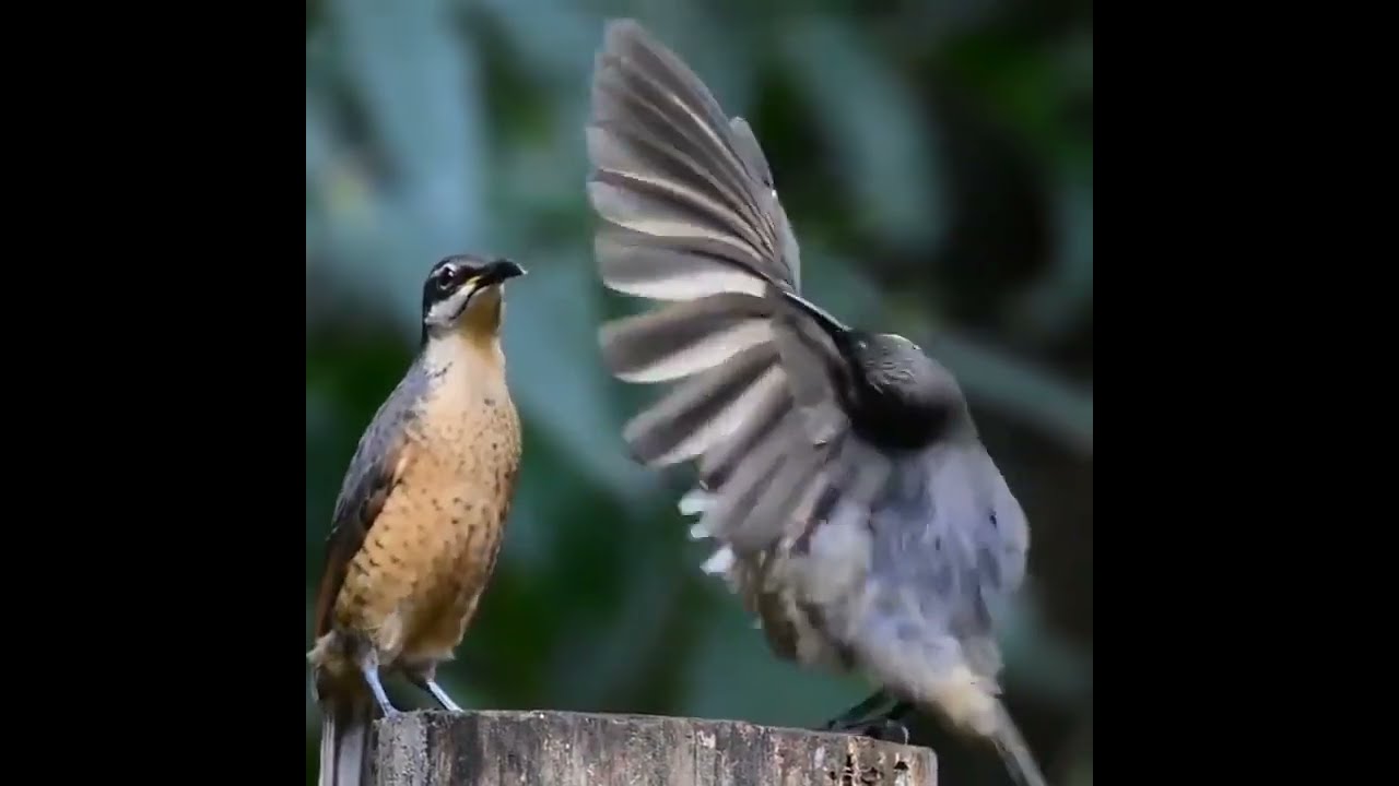 He S Trying To Impress His Crush Around ME Birds Shorts