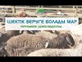 Шектік беруге болады ма? - Нұрлыбек Шакизадаұлы