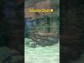 Kobe Ocean Sea World 🥰 #trending #foryou #travel #youtubeshorts