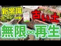 【古い土の再生】ふるい作業はもう古い!?魔法のような土のリサイクルを教えます!【カーメン君】【超カルスNC-R】【ガーデニング】【園芸】