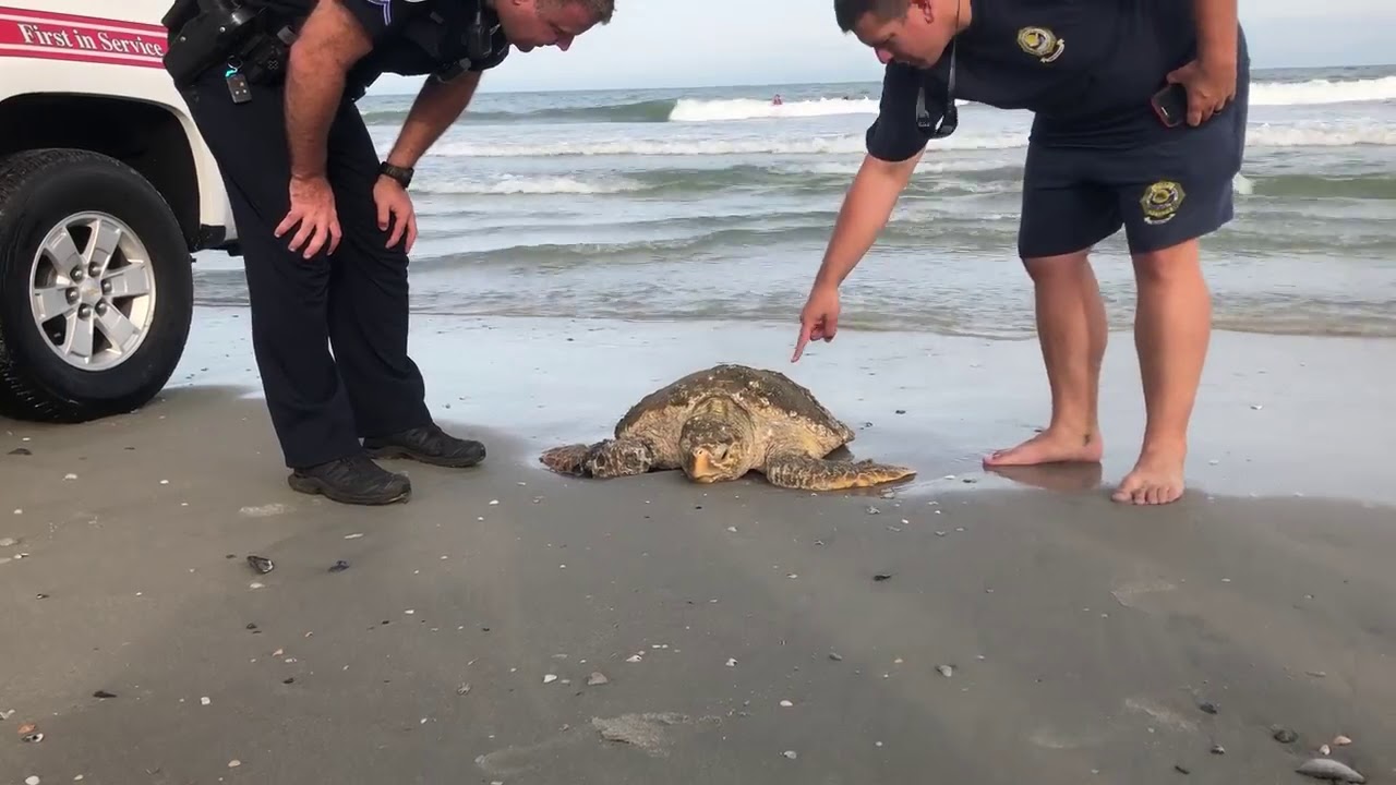 Authorities come to aid of injured sea turtle in Myrtle Beach YouTube