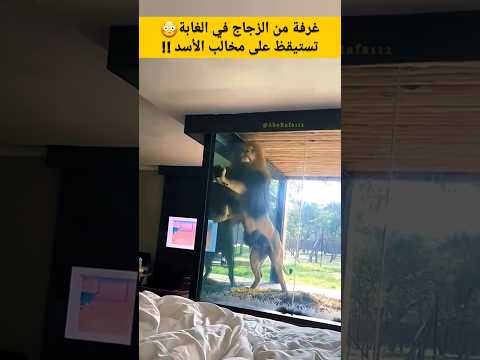 غرفة من الزجاج في الغابة تستيقظ على مخالب الأسد