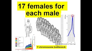 Y Chromosome Bottleneck Part II Y Chromosome Bottleneck Part II
