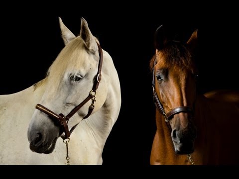 High Quality Horse Photography
