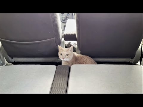 車内でお父さんと二人きりになる猫