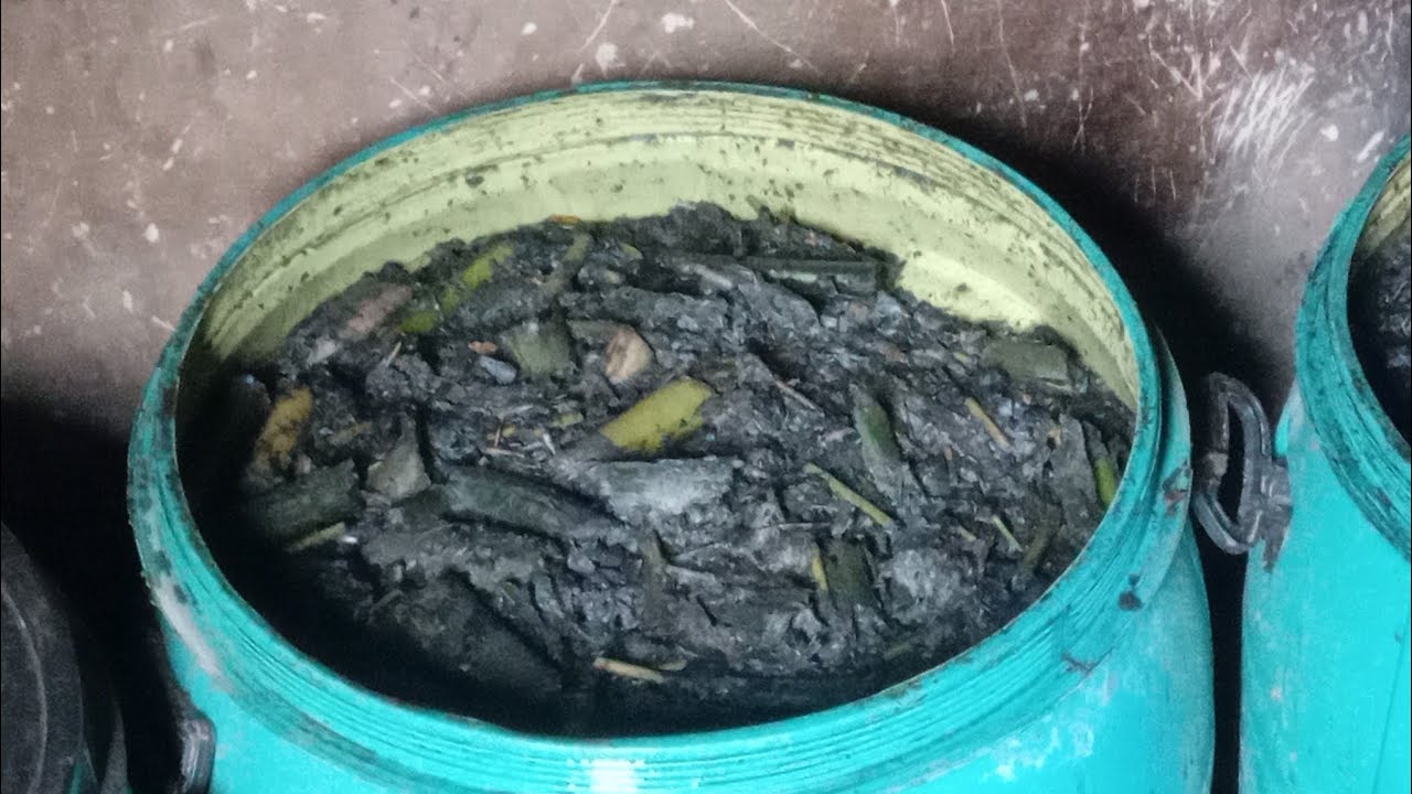MAKING GREEN TEA, An organic fertilizer for dragon fruits and other plants or crops.