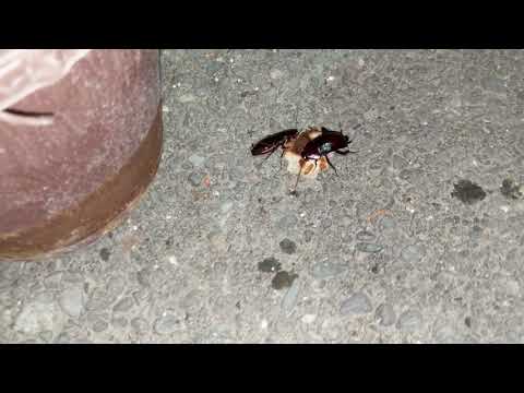 უბნის ტარაკნები ბულკს მიირთმევენ