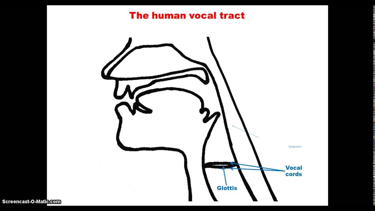 UM5A Phonetics  Vocal organs