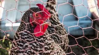 Seeds of History: The Chickens
In Issue No. 1 of Crossroads from the Oklahoma Historical Society, Jennifer Frazee tells us about the role of chickens as garden workers. Visit https://www.okhistory.org/crossroads/issue1/ to learn more. Seeds of History: The Chickens