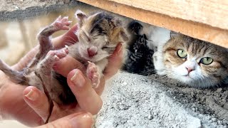 Trying to pick up newborn kittens from a cat that gave birth to them in the mud