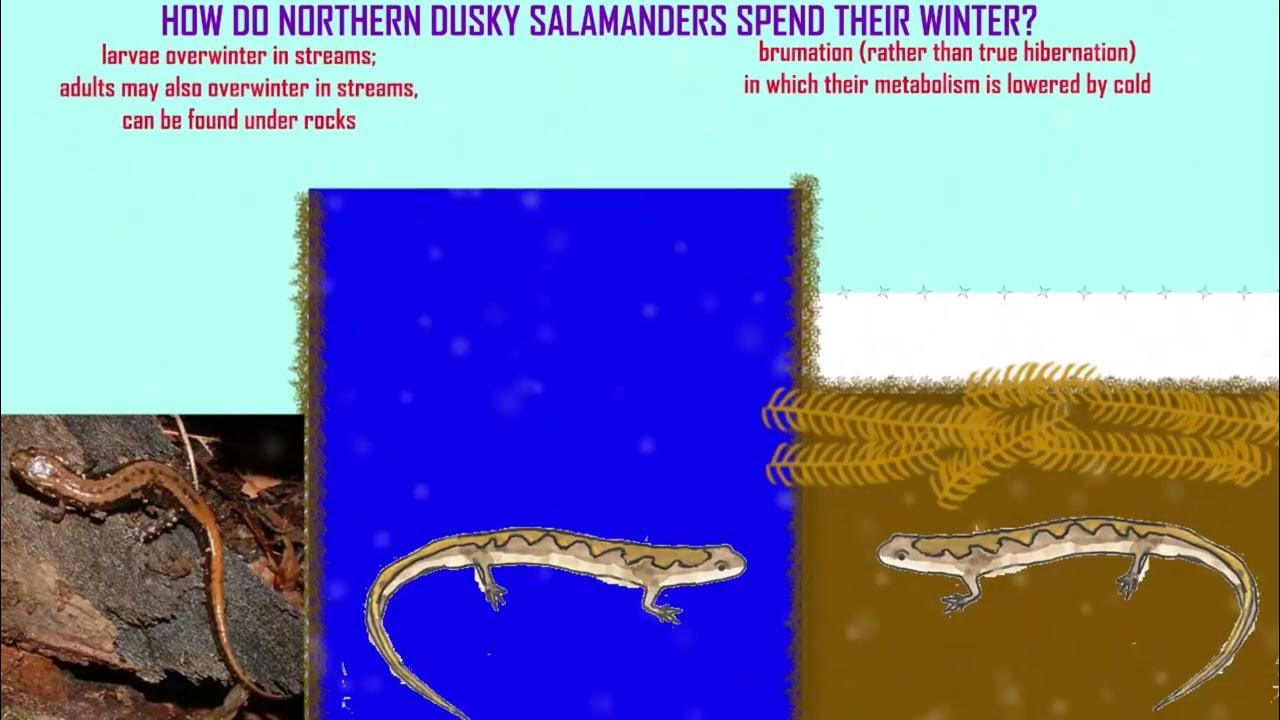 SALAMANDERS IN WINTER YouTube