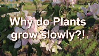 Why are plants growing slowly. Why don't plants grow in my garden. My experience | Alexa's Garden