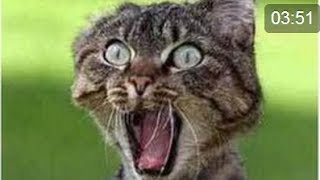 Funny Cats   Scared Cat Compilation