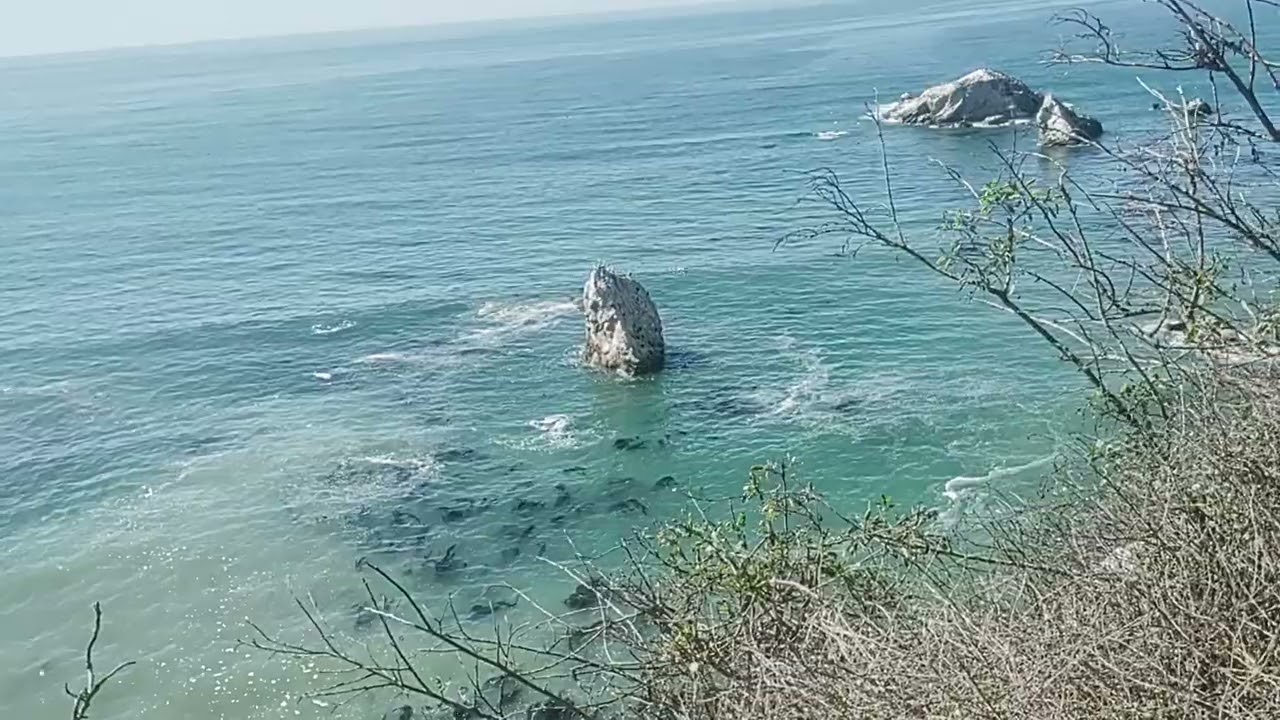 Shell Beach " Pelican babies getting bigger"