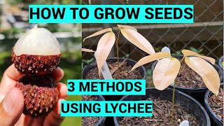 Germinate Seed experiment
In this video I am using 3 different techniques to germinate / grow seeds bought from a market to see which kind works best. In this example Im using Lychees as they are in season and taste delicious :D
The methods are:
1.) Planting directly into soil
2.) Soaking seeds in water for a few days
3.) Wrap the seeds in a damp paper towel, then enclosing it in a sealable sandwich bag and stored in cupboard until roots form.
I give updates as they start to sprout in different stages. Germinate Seed experiment