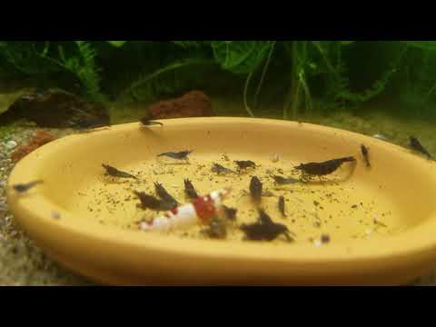 aquarium rack design Fish Room Update and New Layout January 2019