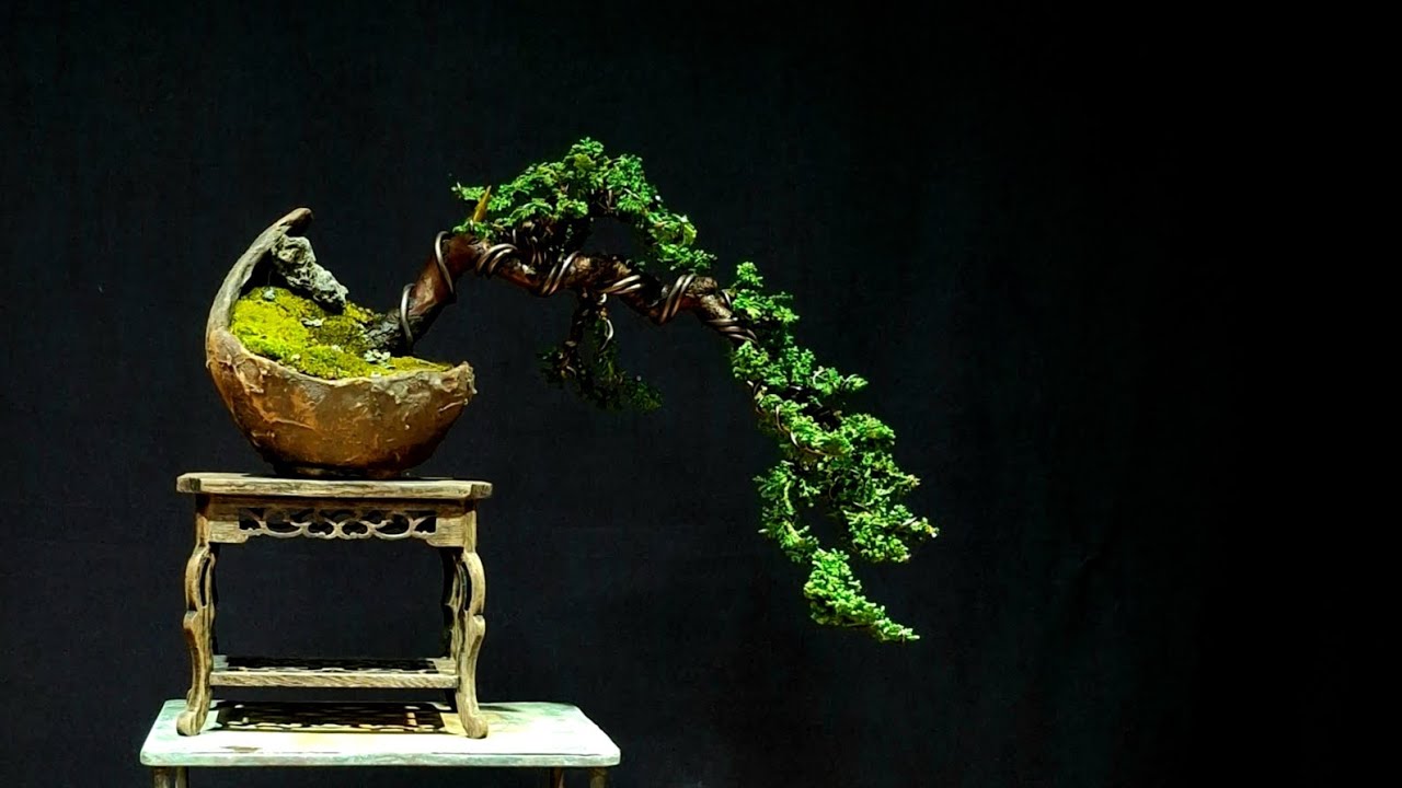 [분재시그널] 망설이다가 했다… 석화회 분재 수형 교정 풀영상