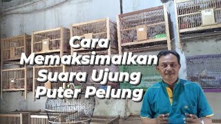 Cara Memaksimalkan Suara Ujung Pada Puter Pelung.
