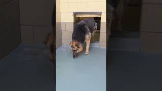 Leo is not on the euthanasia list right now, but he is urgent and absolutely needs out as a rescue