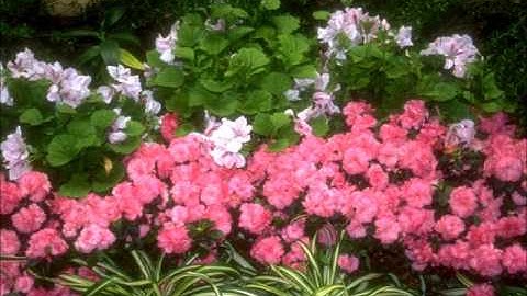 سورة قريش بصوت الشيخ ماهر المعيقلي ترديد 3 مرات