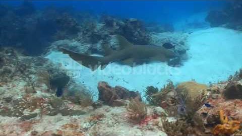 SHARK SWIMMING OVER CORAL REEF WKVD7OOLS