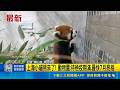 上海小貓熊來了! 動物園:待檢疫期滿.最快7月亮相 上海小貓熊凌晨抵台! 動物園:狀況一切良好｜三立新聞LIVE