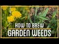 Crabgrass Beer & Dandelion Wine | How to Brew Everything | Weed Booze