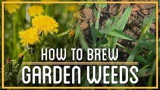 Crabgrass Beer & Dandelion Wine | How to Brew Everything | Weed Booze