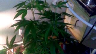 Update on female grape ape &mango kush