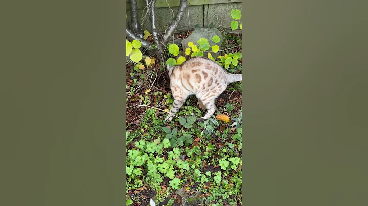 Video 6607721: bengal tiger cat, bengal cats catlover, bengal kitty cat, white bengal tiger, white silver bengal cat