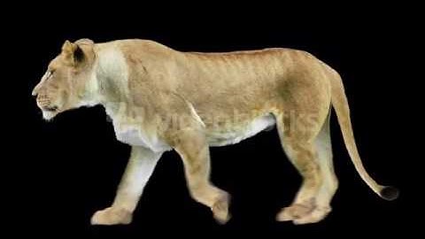 LIONESS WALKING ALPHA CHANNEL VCONGLHDE