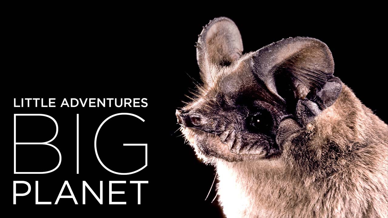 Bracken Cave: Home to the world's largest bat colony - YouTube