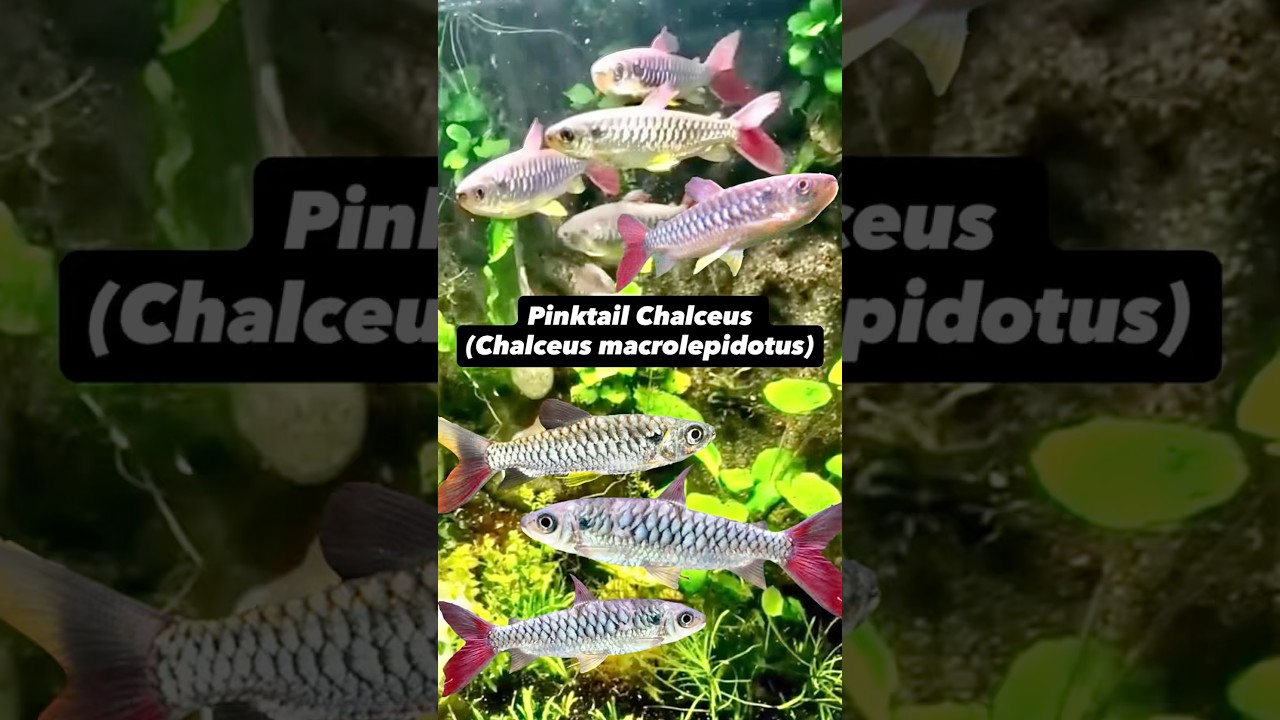 The Pinktail Chalceus (Chalceus macrolepidotus) is a sleek, silver South American characin