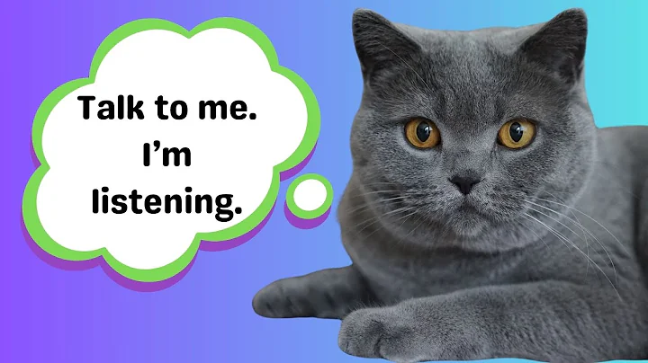 What Do Cats Really Think When We Talk To Them? | Feline Behavior Explained