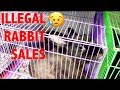 RESCUING BABY BUNNIES BEING ILLEGALLY SOLD 😭