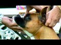 Boxer Dog Show - Specialty