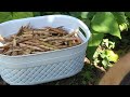 Harvesting My Red Beans