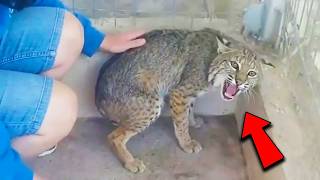 This Deformed Bobcat Was About to Be Euthanized and Nobody Wanted Him — Until One Woman Stepped In