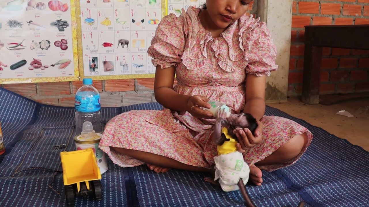 Bathing Feeding Milk Little Monkey!! Nursing Cute Baby Monkey In Village