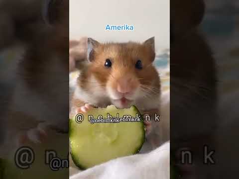 Video: Suriye Hamster Bakımı