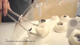 Pa Direct Democracy Natural Solution - Fungus Eats Plastic